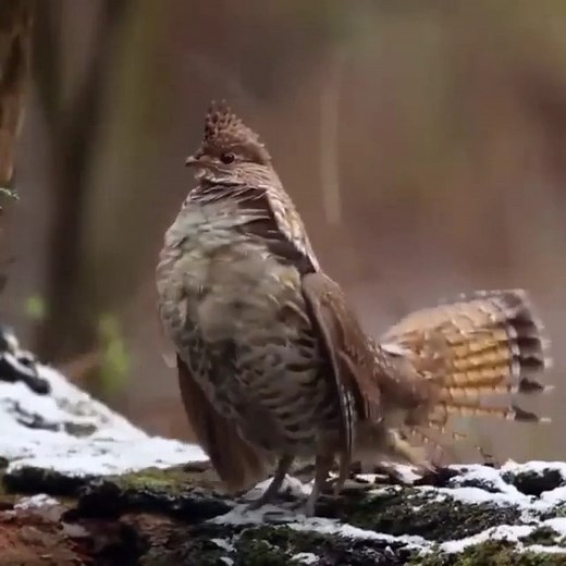 Ruffed grouse (Bonasa umbellus) | BIRDS & Nature