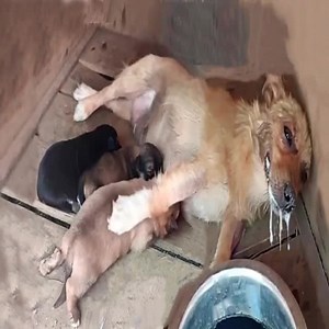 427K views · 4K reactions | Luna had just given birth under a car when someone poisoned her food. Barely able to breathe, she used her last strength to beg for help—for her puppies. Check the comments below   | Today News | Facebook