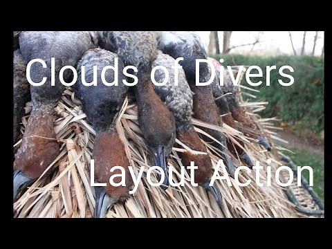 Duck Hunting Diver Ducks on Big Water