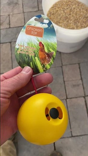 Chicken Toys? Do Chickens Like Toys? #chickens