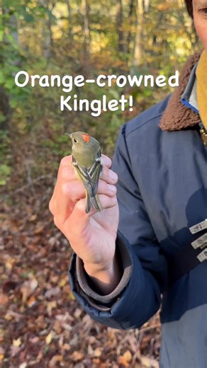 *Rare* Orange-crowned Kinglet! It actually a Ruby-crowned Kinglet—but with an orange crown. A small proportion of young males have fully orange crowns—special to get one in the hand. Which crown would you wear? 👑 All birds captured, banded, and safely released for conservation research with required permits. #berkshires #bird #wildlife #kinglet #crown #ruby #orange | Berkshire Bird Observatory