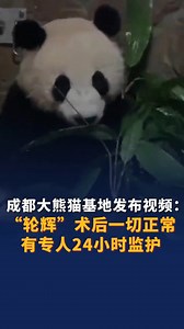 The giant #panda Lun Hui received emergency surgery on Friday after a problem was found in its left eye. Currently, it is in good condition, although receiving 24-hour monitoring and follow-up treatment, according to the Chengdu Research Base of Giant Panda Breeding. | China News 中国新闻网