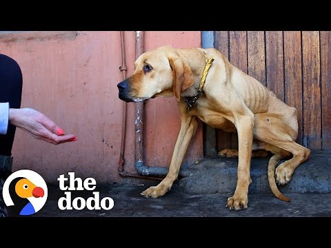 Starving Dog Who Lived His Life On A Chain Is A Big Goofy Baby Now | The Dodo