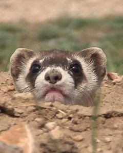 1.7K reactions · 380 shares | We're in the midst of a wildlife crisis. Some of our most vulnerable wildlife are down to fewer than 100. Help us defend every last one so that these species don't disappear from the face of the earth. Your tax-deductible gift will be MATCHED 4X today. | Defenders of Wildlife | Facebook