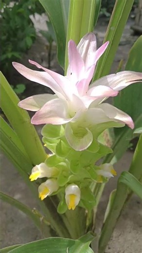 Beautiful Turmeric#flowers //haldi phool # short video//🌱