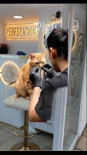 Clientes satisfechos = clientes felices #parati #piercing #bodypiercing #viral #aretes #bodypiercingmexico #piercinglover #tips #humor | Piercing Planet