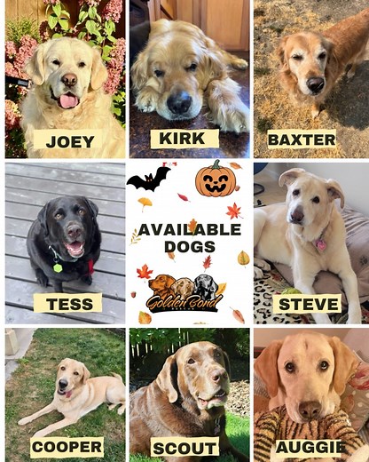 9.8K views · 202 reactions | We currently have 8 amazing adoptable...