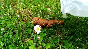 Dog poop and flower. Dog owner cleaning after his pet in park. Pet Excrement lying on green grass. Dog waste bag and hand close up.