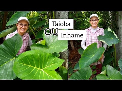 TAIOBA e INHAME: qual é comestível? Aprenda a identificar as folhas e as principais diferenças.