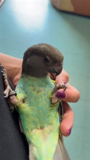 Meyers Parrots: Unique Pets for New Yorkers