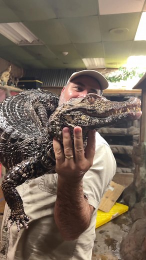 The most prehistoric looking animals at the zoo! 🐊 #animals #nature #animalsoftiktok #reptiles #alligator #crocodile #caiman