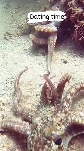 14K views · 132 reactions | Male and female Octopus #fishingworldtv | Fishing World Tv | Facebook