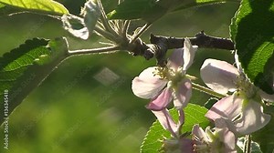 Apfelblüten und grüne Blätter am Zweig eines Apfelbaumes bewegen sich im Wind (Braeburn) - Nahaufnahme