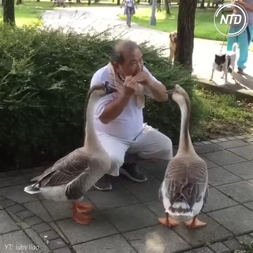 So cute! They don’t want him to stop. 🥰 Credit: luby liao - https://www.youtube.com/user/lubyliao | NTD Life