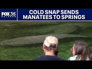 Cold snap sends manatees to Florida springs for winter warmth