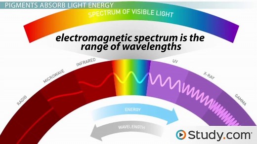 Chlorophyll: Absorbing Light Energy for Photosynthesis