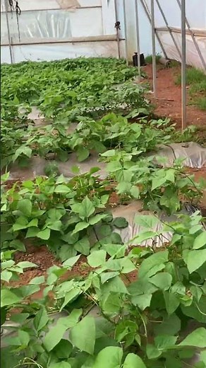 🌿 Frijol creciendo en invernadero 🌱 | Ayocote y Vaquita, una alternativa al jitomate 🍅