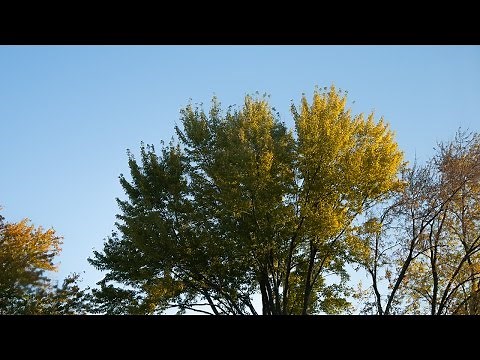 Tree Leaves Changing Color and Falling Time Lapse