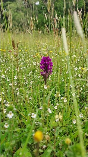 Traditional Hay making at Willowford Farm #organicfarming #haymaking #haymeadows