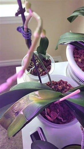 Orchid bloom season • Spring 2026 ✨