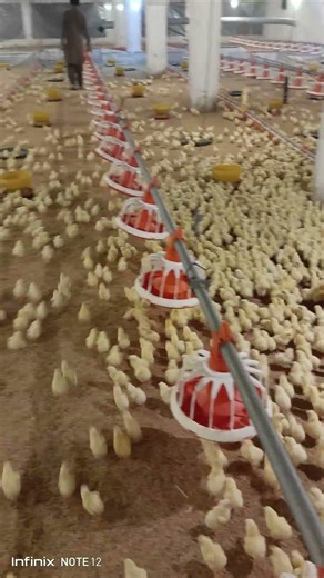 20000 poultry chicks feeding & brooding, #poultryfarming #broodychicken #brooding #shorts #trending