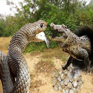 647K views · 477 shares | Primitive Technology- Boys Saves Family Crocodile From Python Snake Attack - Amazing Rescue Animal | Animals Fight | Facebook