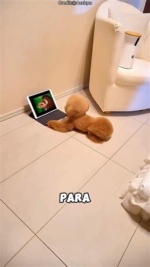 Perro travieso en lugar de dormir ve la computadora portátil🐶💻 #shortvideo