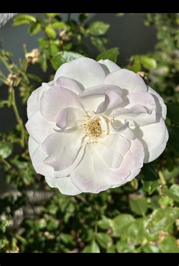 Protecting my peace lately