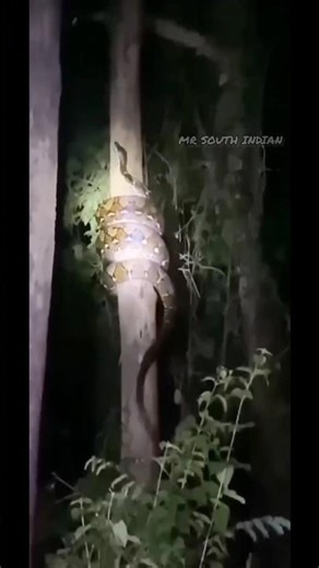 Forest officials have discovered a huge python In Bengal Forest. #python ‪@MrSouthindianOfficial‬