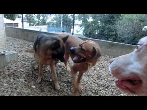 土佐犬 ＶＳ シェパード