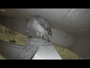 Hawk Attacks Robin’s Nest Part 1
