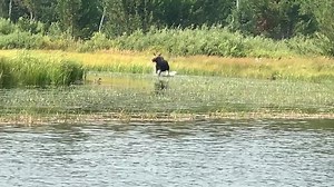 1.1K views · 36 reactions | Happy Mother’s Day! Thanks for putting up with our wild antics. | Idaho Fish and Game Upper Snake | Facebook