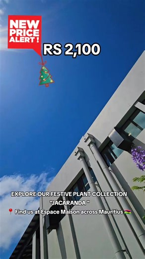 Gros Cailloux Nursery FESTIVE SEASON PLANT COLLECTION 🪴🎉✨️ JACARANDA👉the tree that transforms every garden into a fairytale! ✨💫 Meet Sharone, our always-smiling outlet ambassador, ready to help you choose your dream plant! 🌿🤍 📍 Available at: Espace Maison Beau Vallon Mall & all outlets across Mauritius 🇲🇺 💰 Price: Rs 2,100 #HappyShopping #ExploreGrosCailloux #JacarandaSeason #NewArrival #Discover #Experience #Mauritius #GrosCaillouxNursery #1MillionViews #nursery #mauritius | Gros Cail