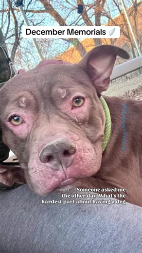 Adopt, Don’t Shop: Remembering Adoptable Dogs
