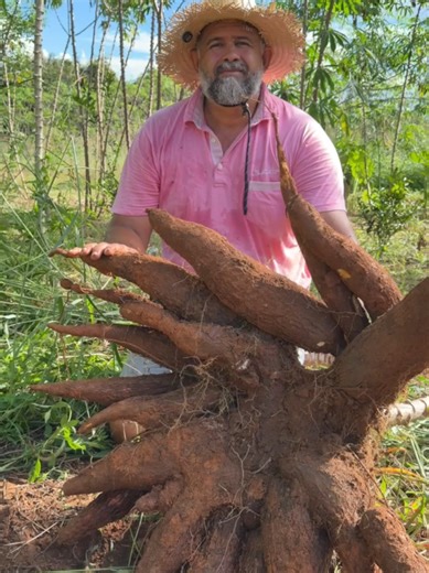 Já colheu um pé de mandioca desse tamanho? É possível ter altas produtividades de mandioca usando técnicas de plantio, adubação correta e irrigando no período da seca. Vem comigo. #campo #solo #agricultura #dicas