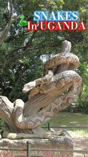 Huge Rock python in Uganda #uganda #snake