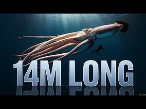 The Colossal Squid AMAZING Facts You Never Knew!