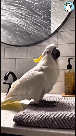 Cockatoo Gets Splashed → “STOP!” Shout! 🦜💦😆