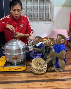 All adorable baby monkey hungry their mom cooking corns and sharing to all baby eat delicious . . . #jenniferlopez #alexandradaddario #AngelinaJolie #MeganFox #margotrobbie #chrisevans #ChristianBale #AnneHathway #ScarlettJohansson #elizabetholsen #JenniferLopez #JenniferAniston #JenniferLawrence #priyankachopra #KristenStewart #HaileeSteinfeld #wonderwoman #DC #mcu #MeganFox #kimkardashian #kendalljenner #monkeylove #monkeybaby #adorable #adorablemonkey #babyanimal #monkeysmart #reelsfypシ #reel