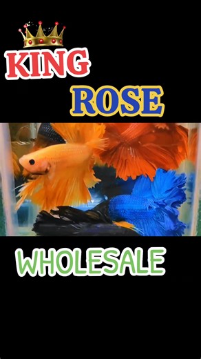 Bobby Rachman on TikTok