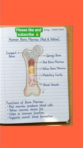 🔥🔥🔥♌HUMAN BONE MARROW EXPLAINED 🦴 | RED VS YELLOW BONE MARROW FUNCTIONS & DIFFERENCES #human #video