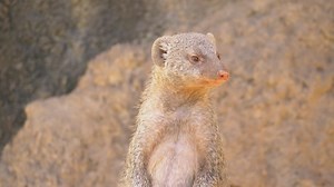 MONGOOSE | Let's Learn