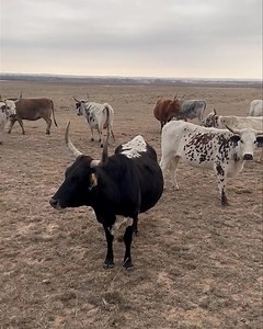 10K views · 605 reactions | The ladies of the ranch! | Nothin' But Try Ranch and Event Center | Facebook