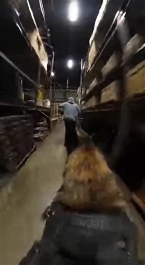 Dutch Shepherd Pursues Suspect in Dark Warehouse