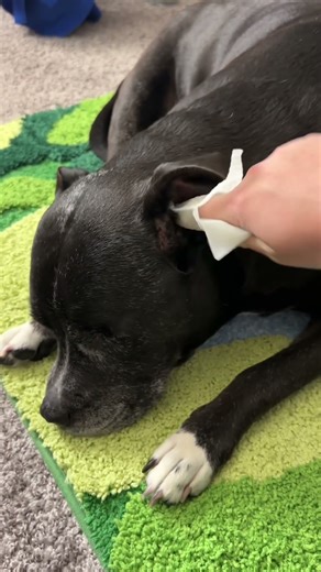 I replaced vet visits with these! | Cleaning dog ears #dogs #dogears #dogcleaning