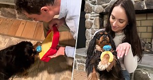 After her owner got engaged, this dog received a proposal of her own