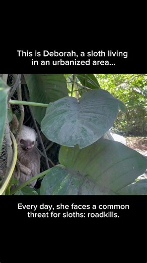 5.1K views · 69 reactions | Wildlife roadkills are, sadly, a common reality for many animals worldwide, and sloths are no exception. Sloths are often forced to traverse roads and streets when their habitats are fragmented. So, what's an easy and rapid way to help sloths in urbanized areas (and that can also be a gift for the holidays)? #gift #conservation #holidays | The Sloth Conservation Foundation | Facebook