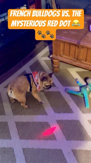 Two Frenchies. One laser pointer. Endless zoomies! 💡🐾