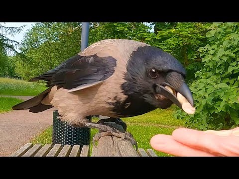 Hand Feeding Hooded Crow Again on a Park Bench [4K] with Babies Cawing in the Background