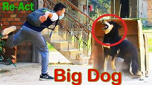 9M views · 10K reactions | Big Box Prank Dog, Funny Dog Reaction 2021,[Try Not To Laugh] | SRTV Club | Facebook